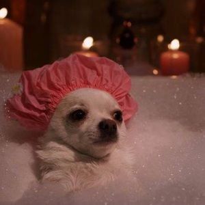 Meet your Posher, Stella